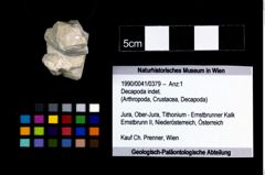 Foto (Objekt + Etikett) von Decapoda indet.  (NHMW-GEO-1990-0041-0379)